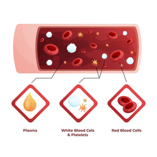 Gradient Blood Infographic for Skin and Hair Care